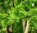 Beautiful maple leaves.
